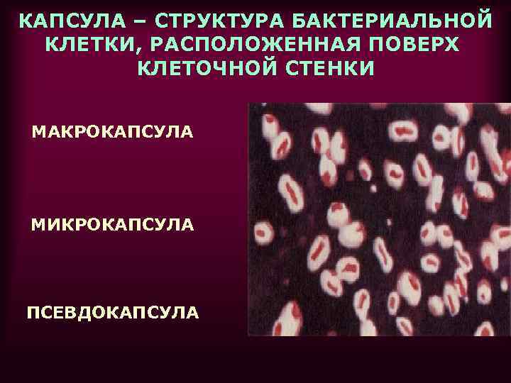 КАПСУЛА – СТРУКТУРА БАКТЕРИАЛЬНОЙ КЛЕТКИ, РАСПОЛОЖЕННАЯ ПОВЕРХ КЛЕТОЧНОЙ СТЕНКИ МАКРОКАПСУЛА МИКРОКАПСУЛА ПСЕВДОКАПСУЛА 