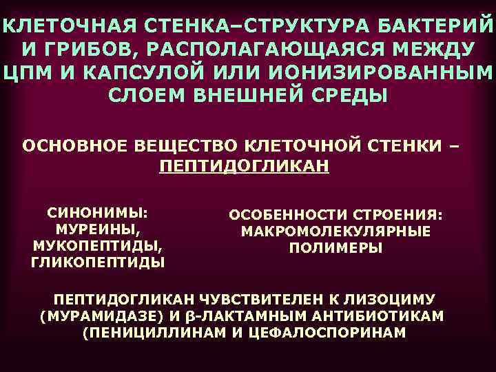 КЛЕТОЧНАЯ СТЕНКА–СТРУКТУРА БАКТЕРИЙ И ГРИБОВ, РАСПОЛАГАЮЩАЯСЯ МЕЖДУ ЦПМ И КАПСУЛОЙ ИЛИ ИОНИЗИРОВАННЫМ СЛОЕМ ВНЕШНЕЙ