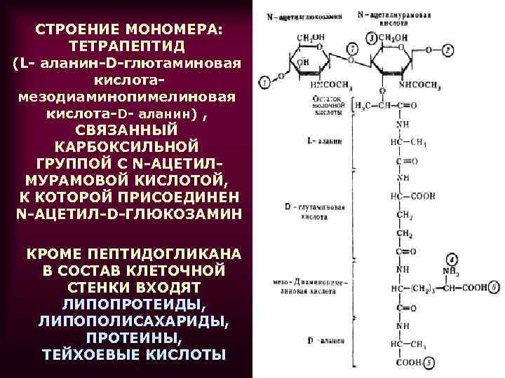 СТРОЕНИЕ МОНОМЕРА: ТЕТРАПЕПТИД (L- аланин-D-глютаминовая кислотамезодиаминопимелиновая кислота-D- аланин) , СВЯЗАННЫЙ КАРБОКСИЛЬНОЙ ГРУППОЙ С N-АЦЕТИЛМУРАМОВОЙ