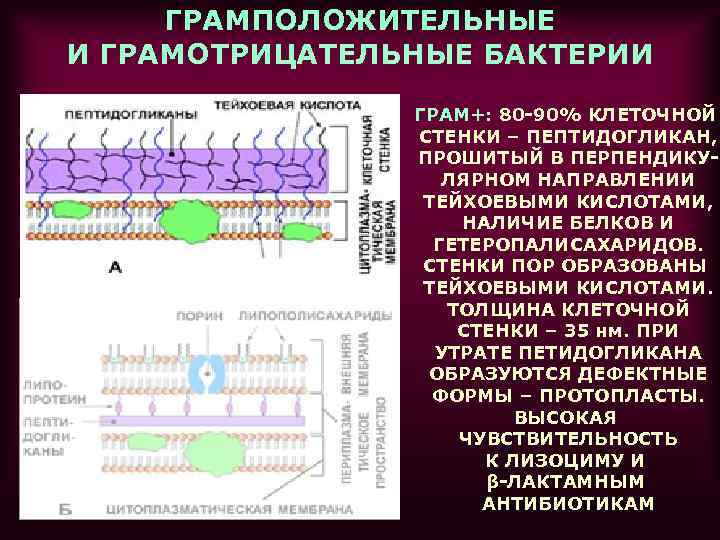 ГРАМПОЛОЖИТЕЛЬНЫЕ И ГРАМОТРИЦАТЕЛЬНЫЕ БАКТЕРИИ ГРАМ+: 80 -90% КЛЕТОЧНОЙ СТЕНКИ – ПЕПТИДОГЛИКАН, ПРОШИТЫЙ В ПЕРПЕНДИКУЛЯРНОМ