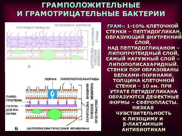 ГРАМПОЛОЖИТЕЛЬНЫЕ И ГРАМОТРИЦАТЕЛЬНЫЕ БАКТЕРИИ ГРАМ-: 1 -10% КЛЕТОЧНОЙ СТЕНКИ – ПЕПТИДОГЛИКАН, ОБРАЗУЮЩИЙ ВНУТРЕННИЙ СЛОЙ,