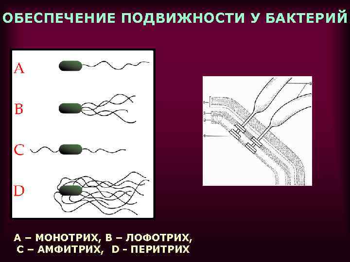 ОБЕСПЕЧЕНИЕ ПОДВИЖНОСТИ У БАКТЕРИЙ А – МОНОТРИХ, В – ЛОФОТРИХ, C – АМФИТРИХ, D