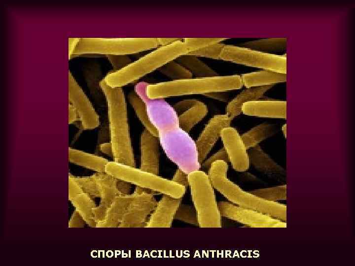 СПОРЫ BACILLUS ANTHRACIS 