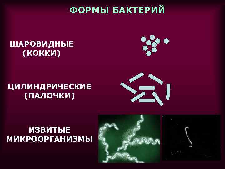 ФОРМЫ БАКТЕРИЙ ШАРОВИДНЫЕ (КОККИ) ЦИЛИНДРИЧЕСКИЕ (ПАЛОЧКИ) ИЗВИТЫЕ МИКРООРГАНИЗМЫ 