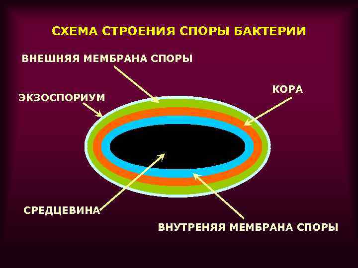 СХЕМА СТРОЕНИЯ СПОРЫ БАКТЕРИИ ВНЕШНЯЯ МЕМБРАНА СПОРЫ ЭКЗОСПОРИУМ КОРА СРЕДЦЕВИНА ВНУТРЕНЯЯ МЕМБРАНА СПОРЫ 