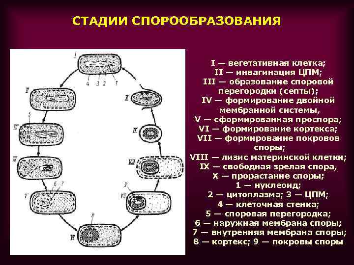 СТАДИИ СПОРООБРАЗОВАНИЯ I — вегетативная клетка; II — инвагинация ЦПМ; III — образование споровой