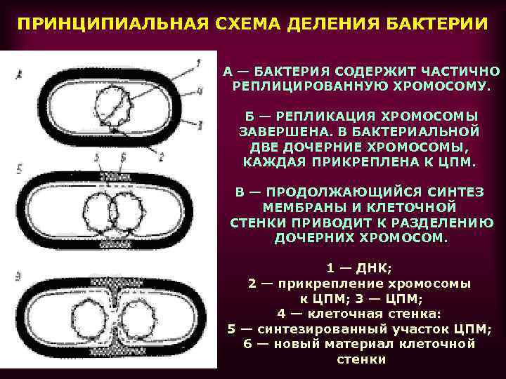 ПРИНЦИПИАЛЬНАЯ СХЕМА ДЕЛЕНИЯ БАКТЕРИИ А — БАКТЕРИЯ СОДЕРЖИТ ЧАСТИЧНО РЕПЛИЦИРОВАННУЮ ХРОМОСОМУ. Б — РЕПЛИКАЦИЯ