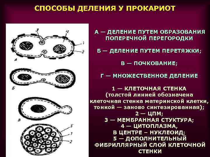 СПОСОБЫ ДЕЛЕНИЯ У ПРОКАРИОТ А — ДЕЛЕНИЕ ПУТЕМ ОБРАЗОВАНИЯ ПОПЕРЕЧНОЙ ПЕРЕГОРОДКИ Б — ДЕЛЕНИЕ