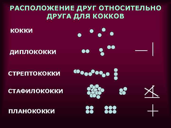 РАСПОЛОЖЕНИЕ ДРУГ ОТНОСИТЕЛЬНО ДРУГА ДЛЯ КОККОВ КОККИ ДИПЛОКОККИ СТРЕПТОКОККИ СТАФИЛОКОККИ ПЛАНОКОККИ 