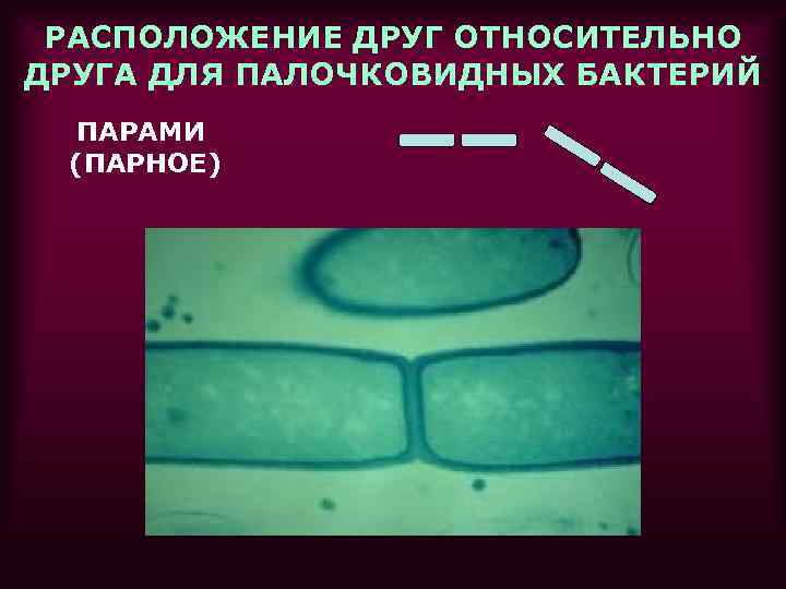 РАСПОЛОЖЕНИЕ ДРУГ ОТНОСИТЕЛЬНО ДРУГА ДЛЯ ПАЛОЧКОВИДНЫХ БАКТЕРИЙ ПАРАМИ (ПАРНОЕ) 