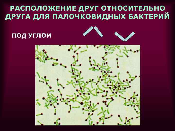 РАСПОЛОЖЕНИЕ ДРУГ ОТНОСИТЕЛЬНО ДРУГА ДЛЯ ПАЛОЧКОВИДНЫХ БАКТЕРИЙ ПОД УГЛОМ 