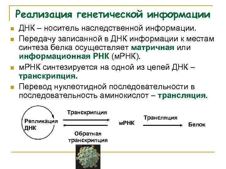 Реализация генетической информации n n ДНК – носитель наследственной информации. Передачу записанной в ДНК