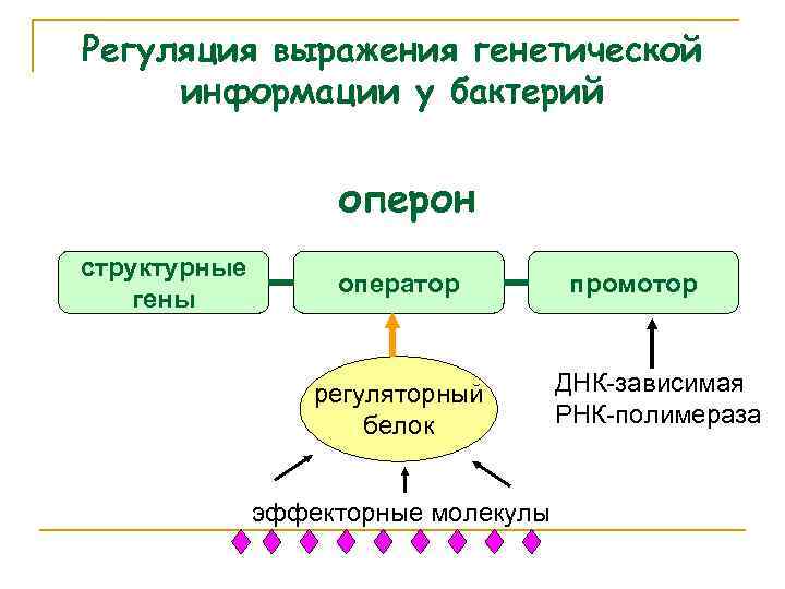 Регуляция выражения генетической информации у бактерий оперон структурные гены оператор регуляторный белок эффекторные молекулы