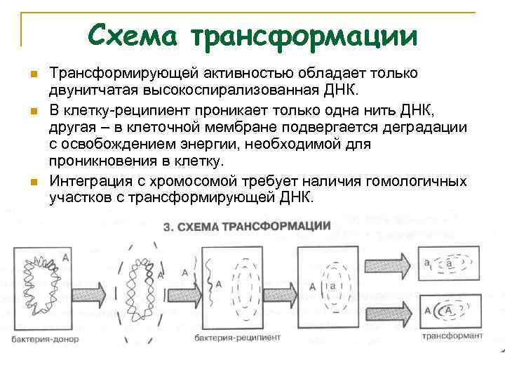 Генетическая система