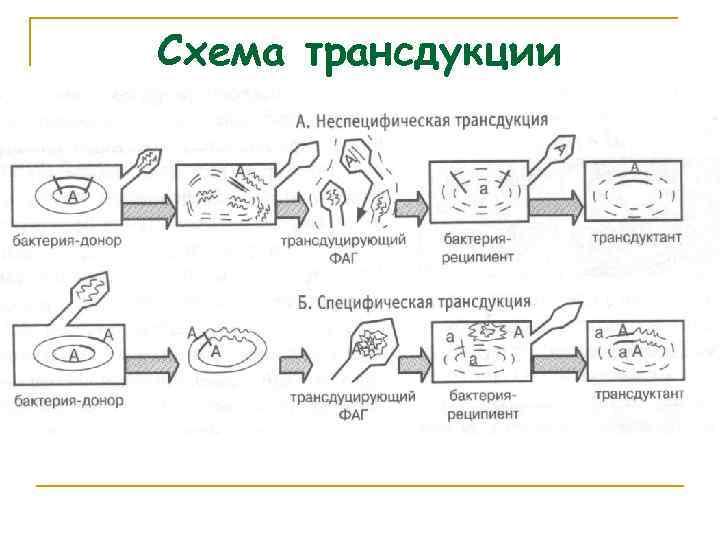 Схема трансдукции 
