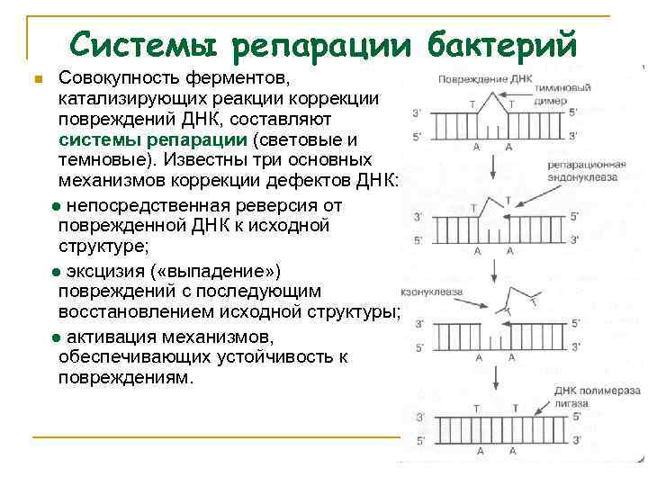 Системы репарации бактерий n Совокупность ферментов, катализирующих реакции коррекции повреждений ДНК, составляют системы репарации