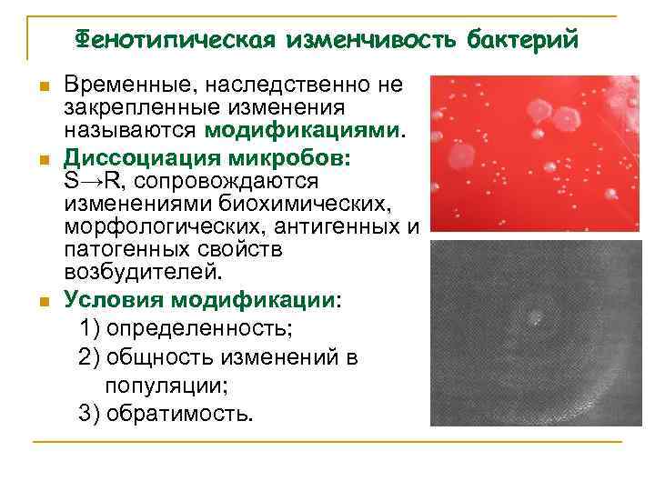 Фенотипическая изменчивость бактерий n n n Временные, наследственно не закрепленные изменения называются модификациями. Диссоциация
