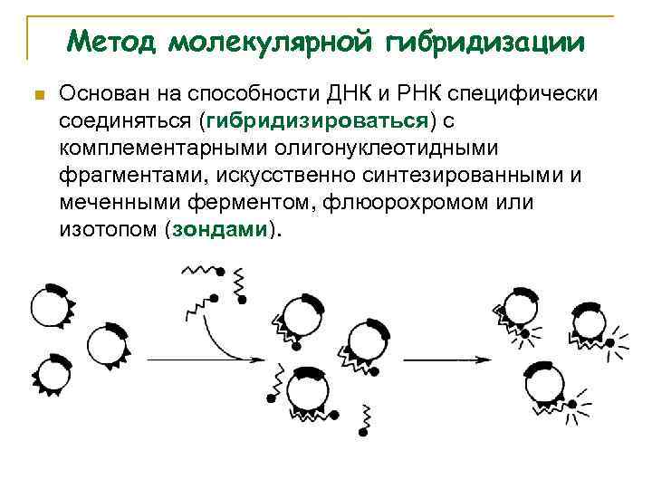 Метод молекулярной гибридизации n Основан на способности ДНК и РНК специфически соединяться (гибридизироваться) с