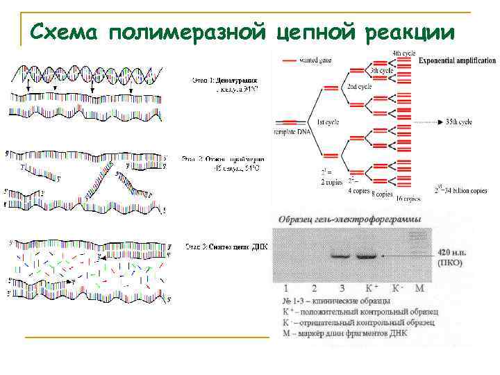 Схема полимеразной цепной реакции 