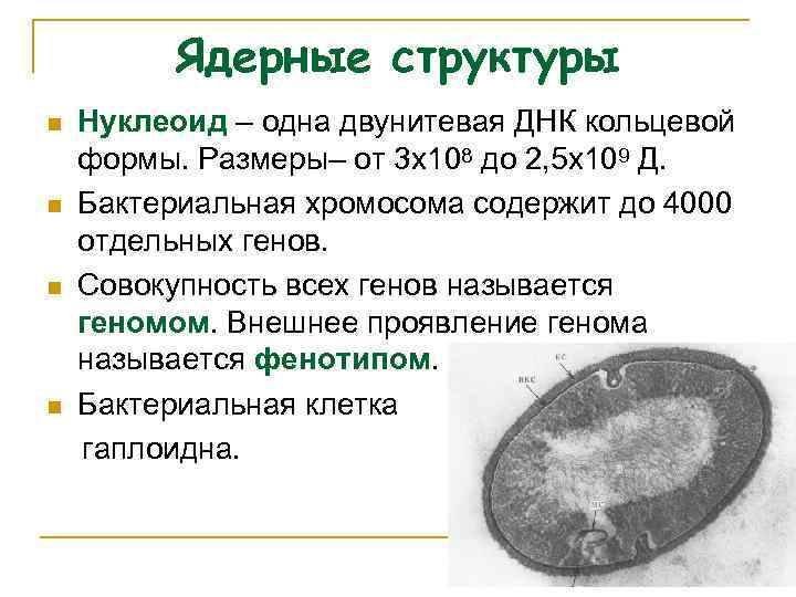 Ядерные структуры n n Нуклеоид – одна двунитевая ДНК кольцевой формы. Размеры– от 3