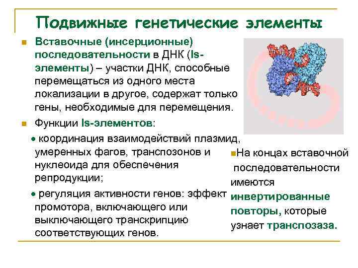 Подвижные генетические элементы n n Вставочные (инсерционные) последовательности в ДНК (Isэлементы) – участки ДНК,