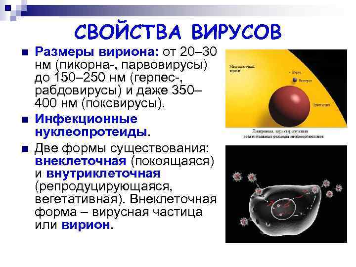 СВОЙСТВА ВИРУСОВ n n n Размеры вириона: от 20– 30 нм (пикорна-, парвовирусы) до