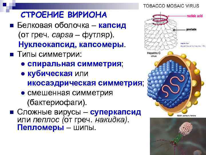 n n n СТРОЕНИЕ ВИРИОНА Белковая оболочка – капсид (от греч. сapsa – футляр).