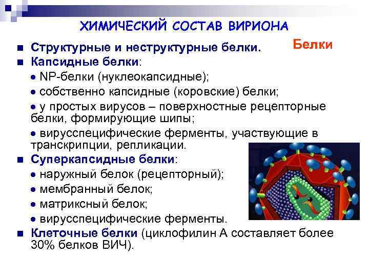 ХИМИЧЕСКИЙ СОСТАВ ВИРИОНА n n Белки Структурные и неструктурные белки. Капсидные белки: NP-белки (нуклеокапсидные);