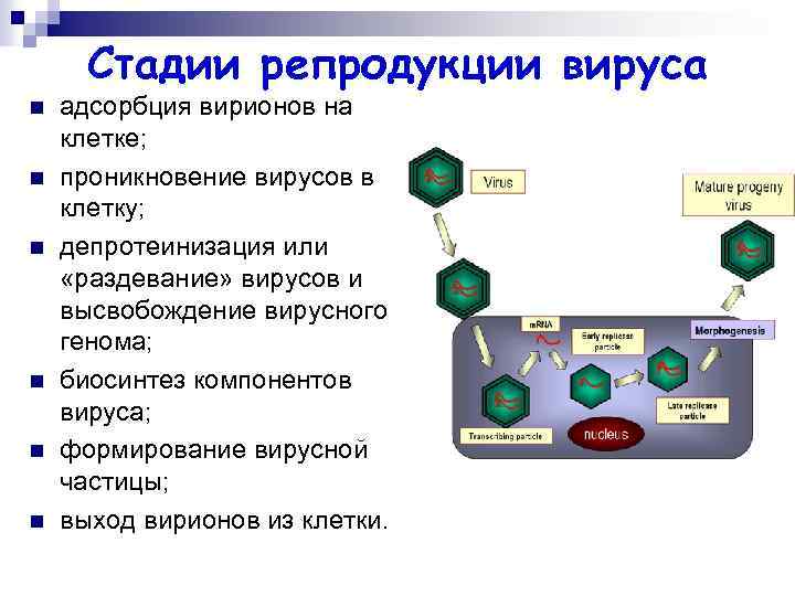 Стадии репродукции вируса n n n адсорбция вирионов на клетке; проникновение вирусов в клетку;