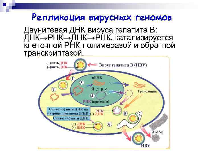 Репликация вирусных геномов Двунитевая ДНК вируса гепатита В: ДНК→РНК→ДНК→РНК, катализируется клеточной РНК-полимеразой и обратной