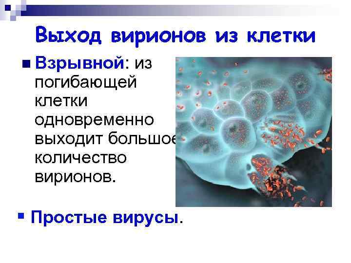 Выход вирионов из клетки n Взрывной: из погибающей клетки одновременно выходит большое количество вирионов.