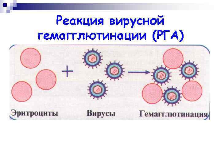 Реакция вирусной гемагглютинации (РГА) 