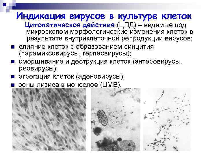 Индикация вирусов в культуре клеток n n Цитопатическое действие (ЦПД) – видимые под микроскопом