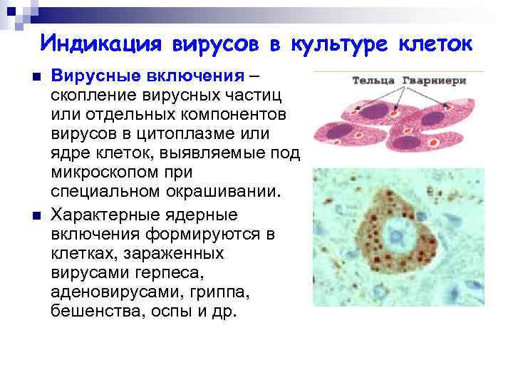 Индикация вирусов в культуре клеток n n Вирусные включения – скопление вирусных частиц или