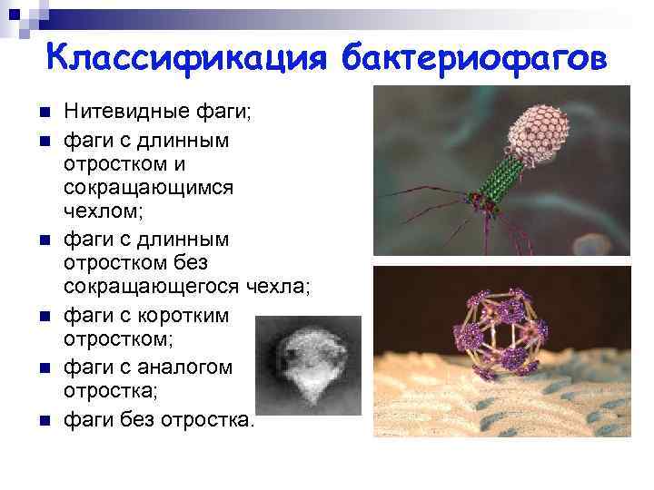 Классификация бактериофагов n n n Нитевидные фаги; фаги с длинным отростком и сокращающимся чехлом;