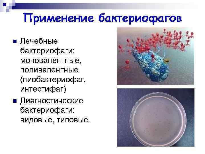 Применение бактериофагов n n Лечебные бактериофаги: моновалентные, поливалентные (пиобактериофаг, интестифаг) Диагностические бактериофаги: видовые, типовые.