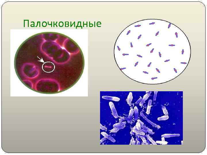 Палочковидные 