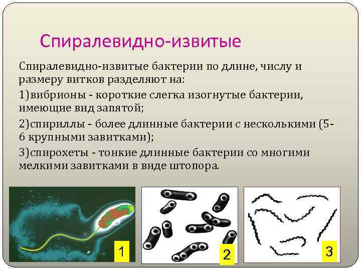 Спиралевидно-извитые бактерии по длине, числу и размеру витков разделяют на: 1)вибрионы - короткие слегка