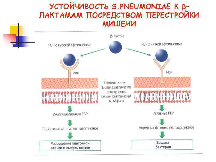 УСТОЙЧИВОСТЬ S. PNEUMONIAE К β– ЛАКТАМАМ ПОСРЕДСТВОМ ПЕРЕСТРОЙКИ МИШЕНИ 