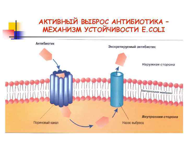 АКТИВНЫЙ ВЫБРОС АНТИБИОТИКА – МЕХАНИЗМ УСТОЙЧИВОСТИ E. COLI 