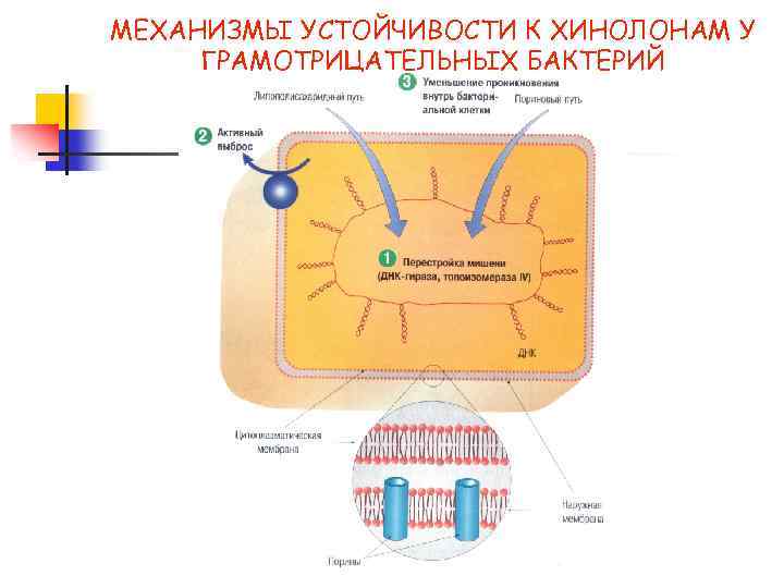 МЕХАНИЗМЫ УСТОЙЧИВОСТИ К ХИНОЛОНАМ У ГРАМОТРИЦАТЕЛЬНЫХ БАКТЕРИЙ 