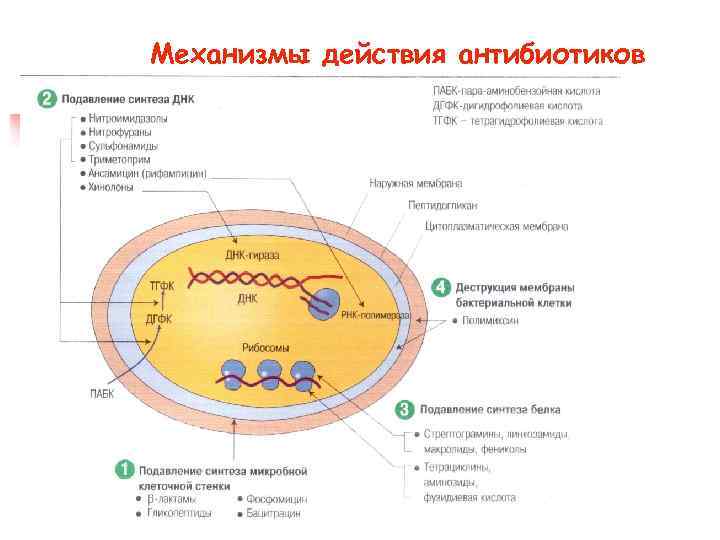 Механизмы действия антибиотиков 