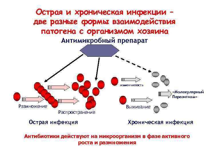 Острая и хроническая инфекции – две разные формы взаимодействия патогена с организмом хозяина Антимикробный