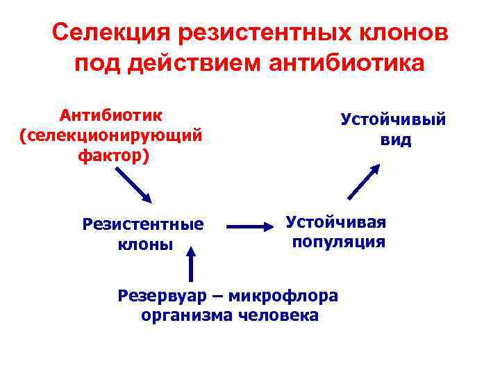 Селекция резистентных клонов под действием антибиотика Антибиотик (селекционирующий фактор) Резистентные клоны Устойчивый вид Устойчивая