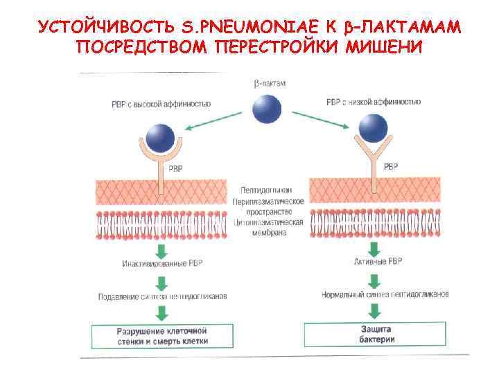 УСТОЙЧИВОСТЬ S. PNEUMONIAE К β–ЛАКТАМАМ ПОСРЕДСТВОМ ПЕРЕСТРОЙКИ МИШЕНИ 