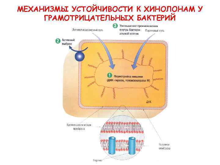 МЕХАНИЗМЫ УСТОЙЧИВОСТИ К ХИНОЛОНАМ У ГРАМОТРИЦАТЕЛЬНЫХ БАКТЕРИЙ 