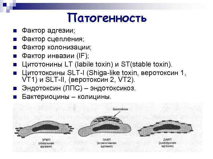 Патогенность n n n n Фактор адгезии; Фактор сцепления; Фактор колонизации; Фактор инвазии (IF);