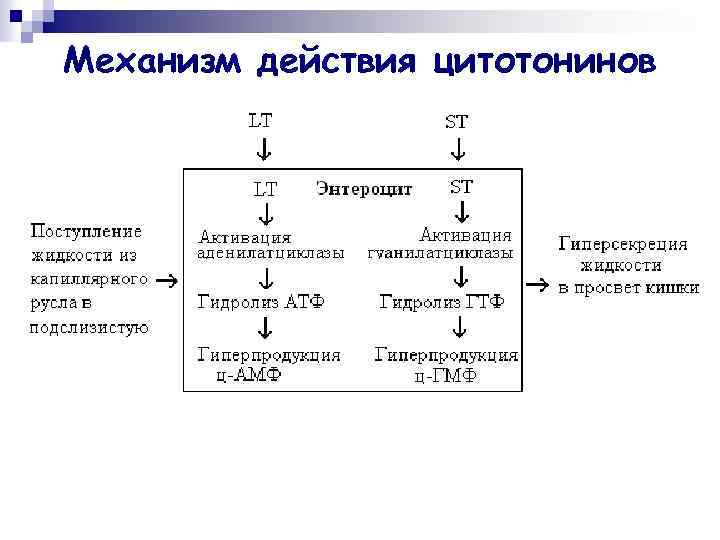 Механизм действия цитотонинов 