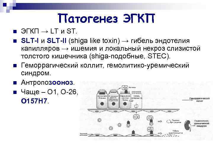 Патогенез ЭГКП n n n ЭГКП → LT и ST. SLT-I и SLT-II (shiga