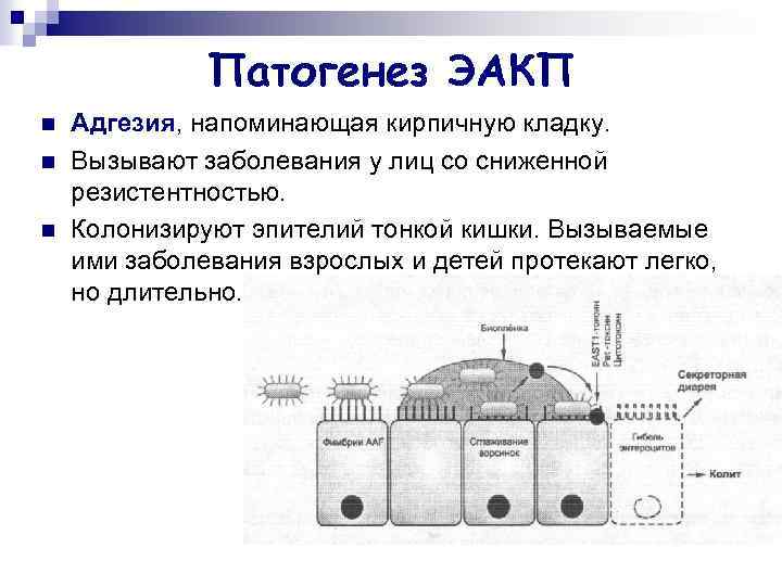 Патогенез ЭАКП n n n Адгезия, напоминающая кирпичную кладку. Вызывают заболевания у лиц со